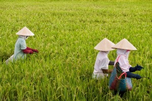 Vietnam is the 3rd largest exporter of rice in the world, and most of the country's rice is grown in the rich fields of the Mekong Delta.